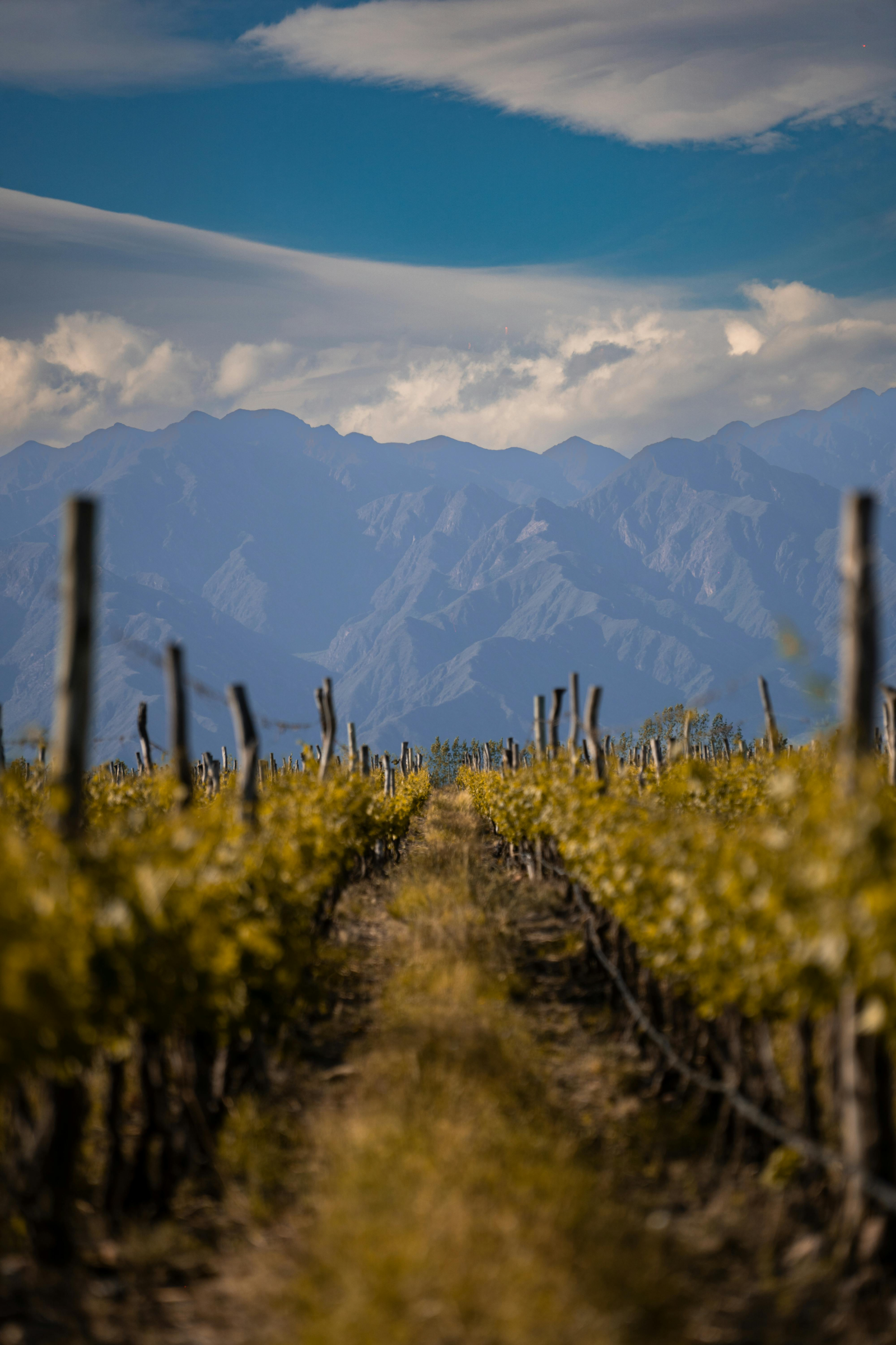 Mendoza sorprende en verano: el destino nacional más elegido con precios accesibles