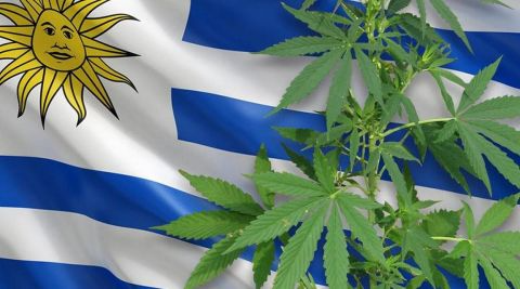 Uruguay evalúa permitir la compra de cannabis legal a turistas y extranjeros no residentes