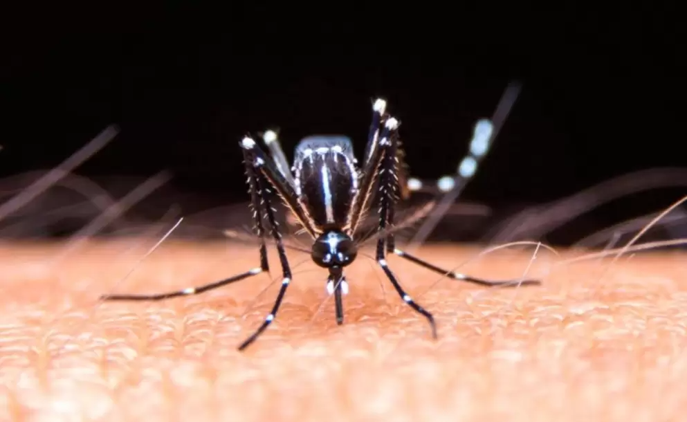 Chikungunya en Jujuy: confirman nueve casos y refuerzan operativos sanitarios