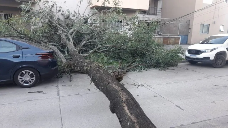 Temporal en Jujuy: caída de árboles y cortes de luz afectaron a varios barrios tras fuertes ráfagas de viento