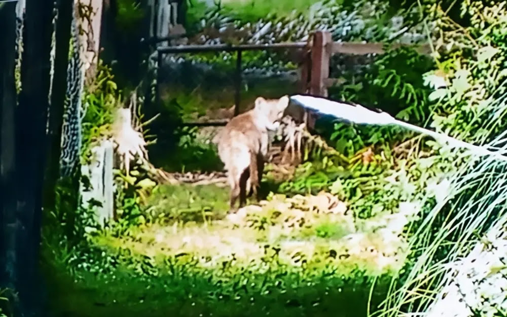 La Dirección de Flora y Fauna de Provincia activó un protocolo de prevención por el puma avistado en El Cazador
