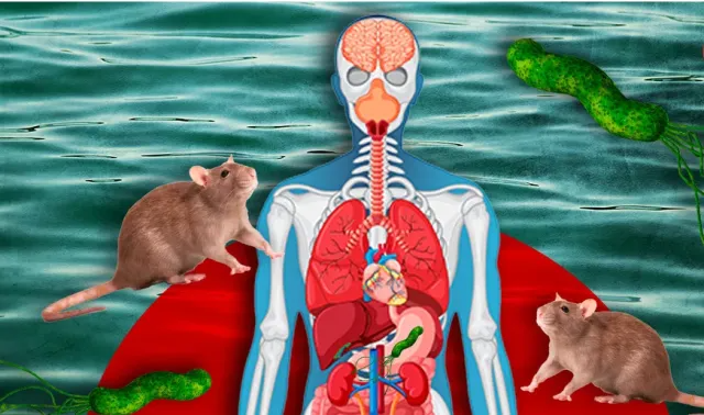 La leptospirosis cuadruplicó los casos en República Dominicana durante 2026