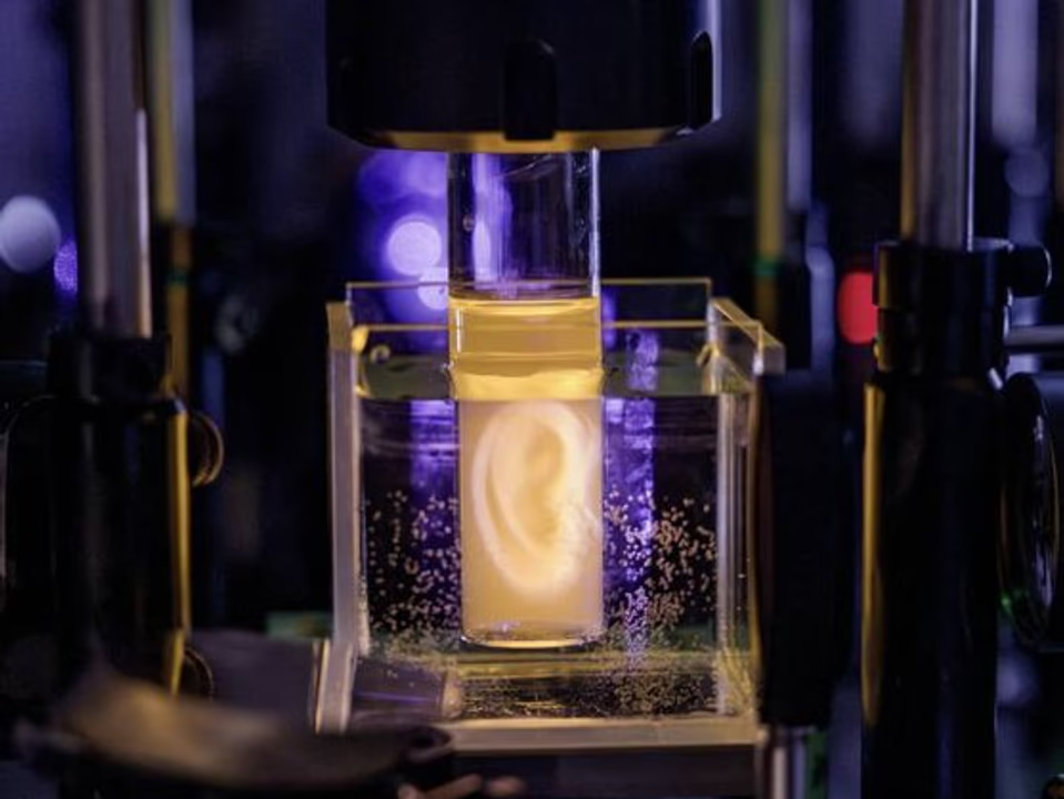 Científicos de Suiza imprimieron una oreja 3D con células vivas y revolucionan la medicina