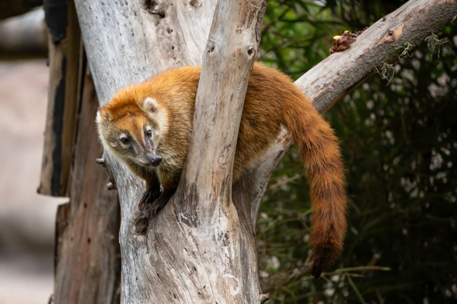 Adiós al tradicional zoológico: Quito impulsa un nuevo modelo centrado en la conservación animal