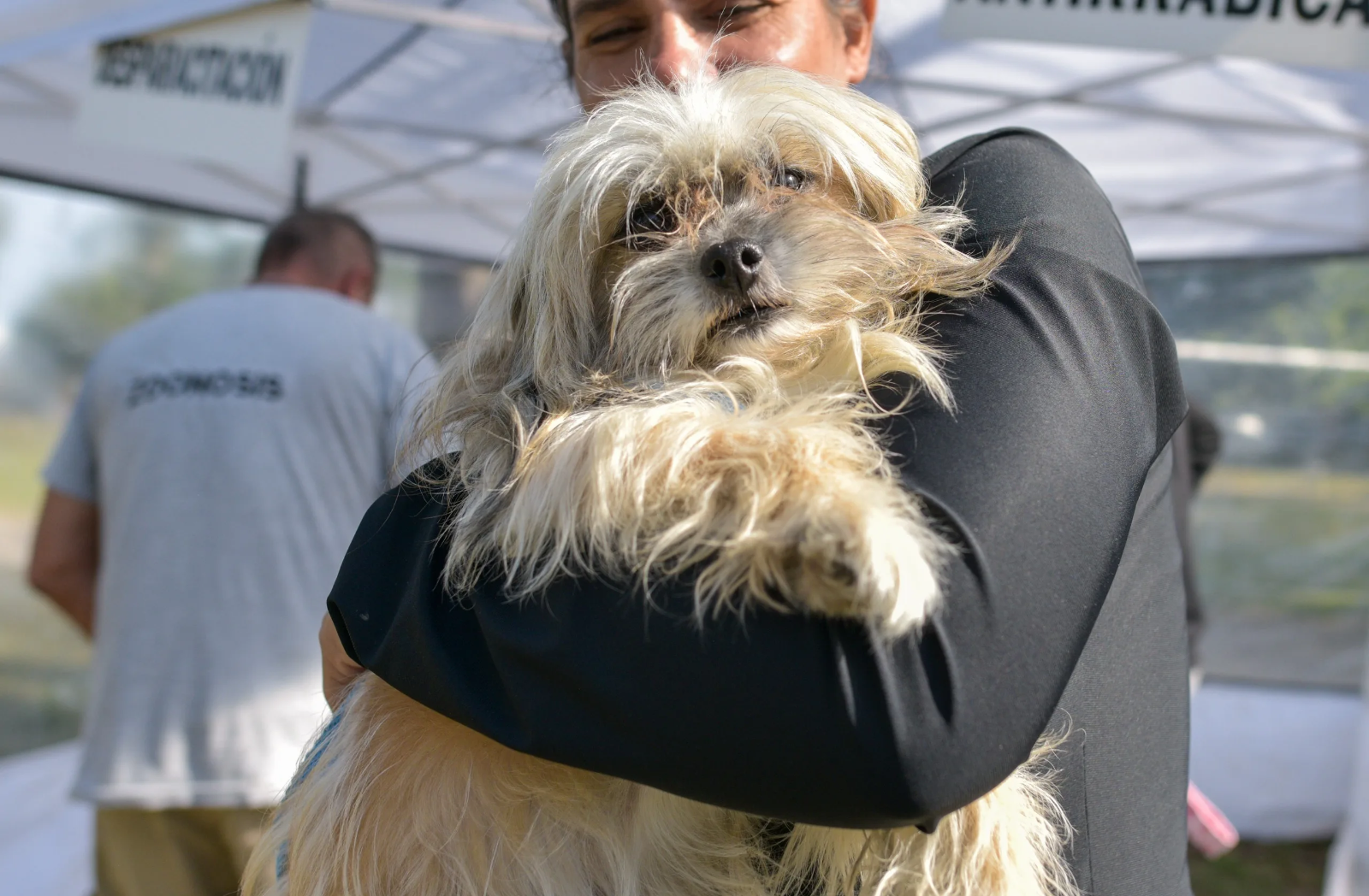Quirófanos móviles y vacunación antirrábica para mascotas en Mar del Plata y Batán: conocé el cronograma