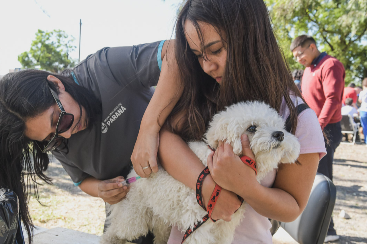 Paraná continúa con los operativos gratuitos de castración y vacunación para mascotas