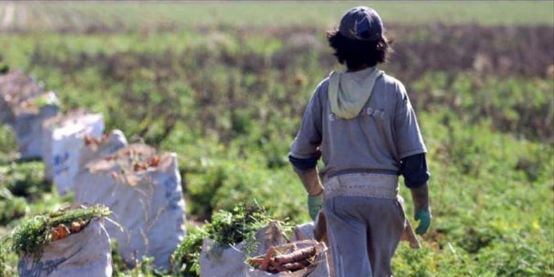 Trabajo infantil en Misiones: organizaciones impulsan alternativas para que estudiar no dependa de la cosecha
