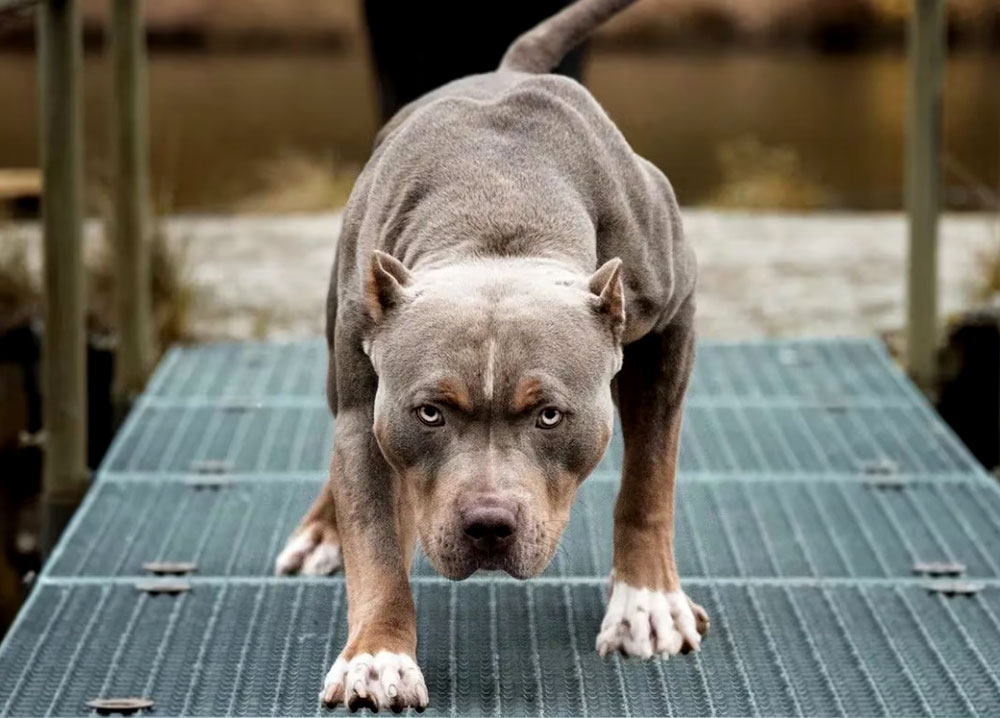 Misiones reglamentó la ley para perros potencialmente peligrosos: registro, bozal y seguro obligatorio