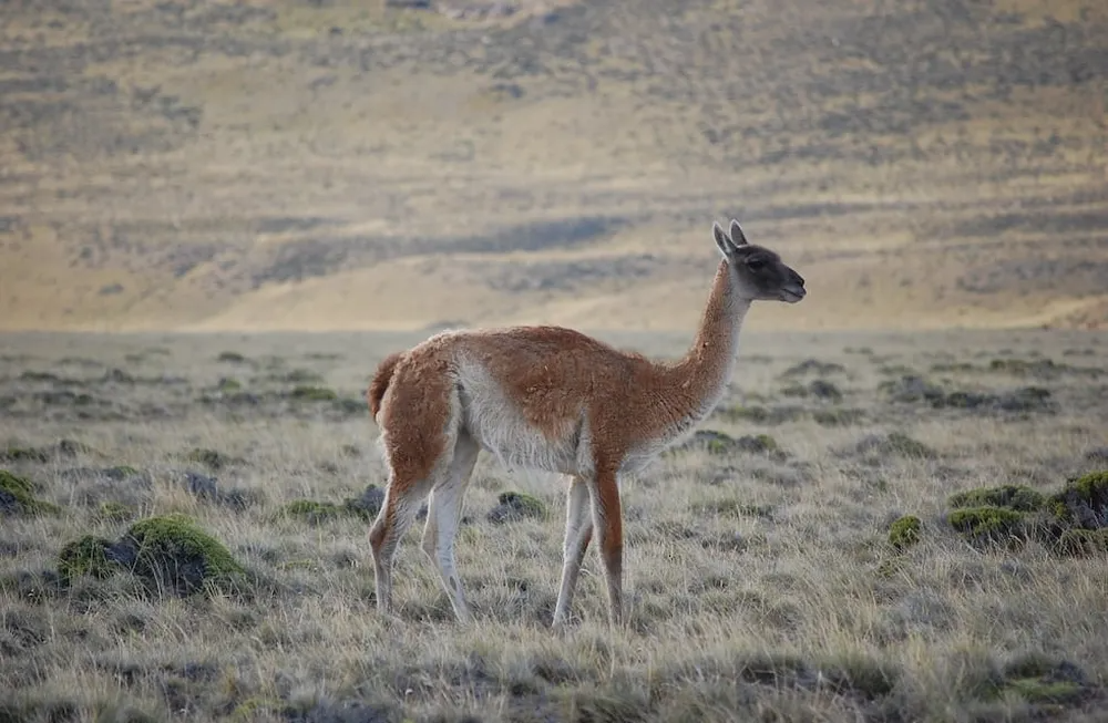 Productores rurales respaldan la venta de carne de jabalí y guanaco, pero piden precisiones sobre la nueva ley en Río Negro