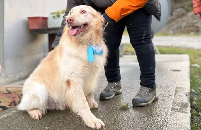 Ushuaia pide resguardar a los animales de compañía por el intenso frío