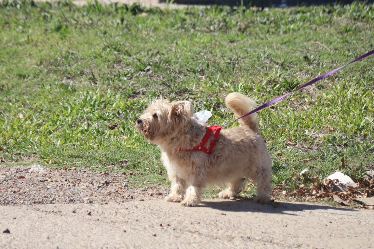 Castraciones gratuitas para perros y gatos en Gualeguaychú: cuándo será y cómo sacar turno