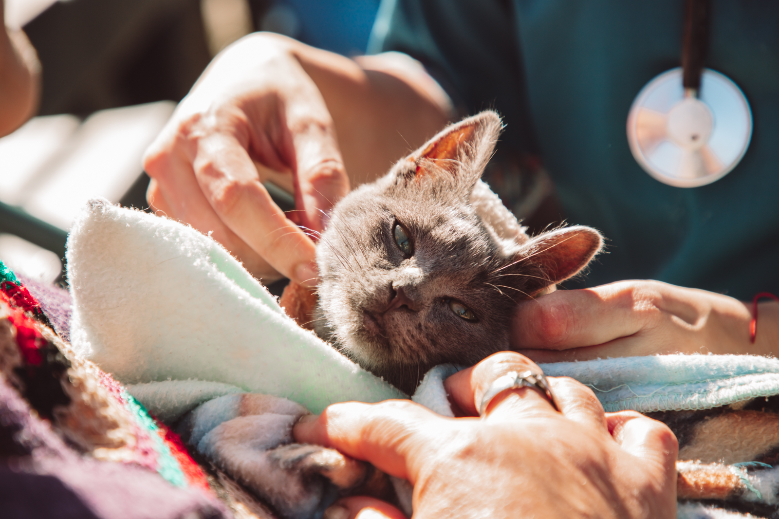 Tráiler Veterinario: brindará atención gratuita para perros y gatos del 27 al 31 de julio